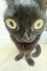 el ga tobi chitas