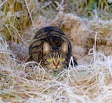 cat-hunter-lurking-animals-453b1c-1024