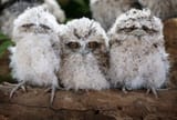 frogmouths1
