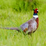 Ring-Necked-Pheasant_Sherman-Wing