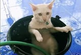img_neko