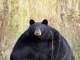 bbb