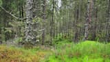 skog