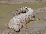 SaltwaterCrocodile(&#039;Maximo&#039;)