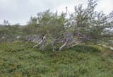 standard_compressed_fjellbjørkeskog_vindslitte_bjørketrær