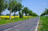 60107026-trees-along-the-road-trees-tree-green-landscape-along