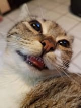 1728226712952782