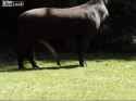 funny-With-his-penis-Tapir-Scratches-Itch_thumb.jpg