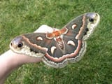 Cecropia-moth