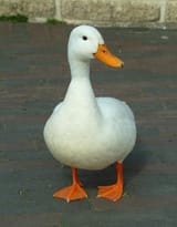 duck