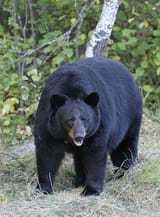 01_Schwarzbär