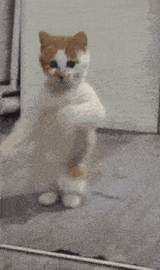 kucing-joget-joget