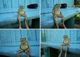 frog