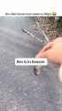 kitten heaven_thumb.jpg