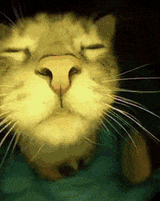 catjam-cat