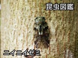 ニイニイゼミ-サムネ