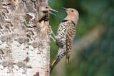 Northern_Flicker-thumb