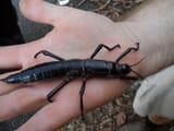 9d043dca444d08f567_800px-Lord_Howe_Island_stick_insect_Dryococelus_australis_10June2011_PalmNursery
