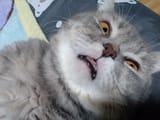 Kot_VGH