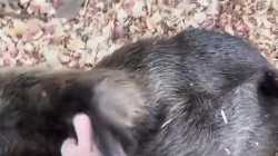 Beaver belly rubs_thumb.jpg