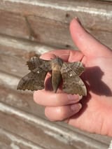 is-this-poplar-hawk-moth-a-female-v0-ewlydnps3dzc1_jpg