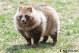 たぬき