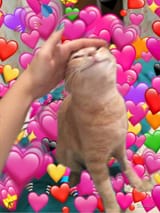Cat hearts