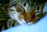 snoozin kitty