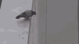pigeon