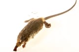 Pyrenean desman (Galemys pyrenaicus)