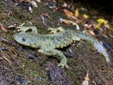 Iberian ribbed newt (Pleurodeles waltl)