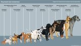 dogs