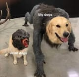funny-meme-that-depicts-small-dogs-as-being-more-aggressive-than-big-dogs