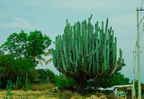 cactid