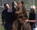 bearfamily