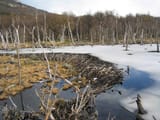 Beaver_dam_in_Tierra_del_Fuego