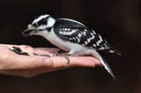 Dryobates_pubescens