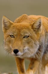 Tibetan_fox