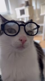 cat wearing round eyeglasses