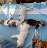 gatos