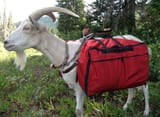 pack goat