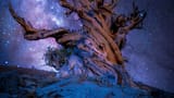 michael-castaneda-photography-bristlecone-pines