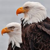baldies