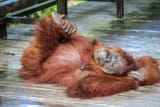 orangutan-main-e09d03c4699ce0ecaf791810d545fc99