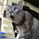 Fuck. The cat faces when they do that makes my rod