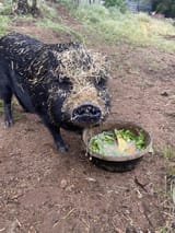 downsizing-with-pigs-v0-6xgms8lyte0f1