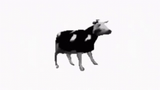 polish-cow-1221966707