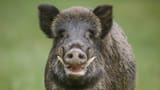Wildschwein_Cover_iStock-504181830