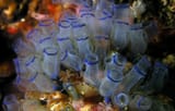 Bluebell_tunicates_Nick_Hobgood