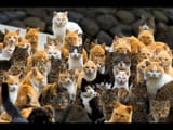 猫島